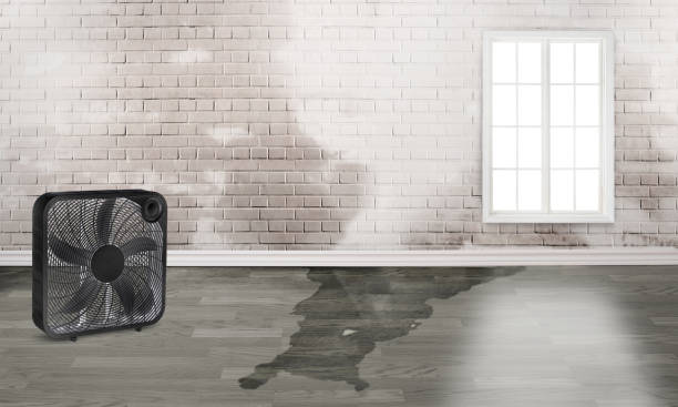Best Flood damage cleanup  in Bellevue, NE